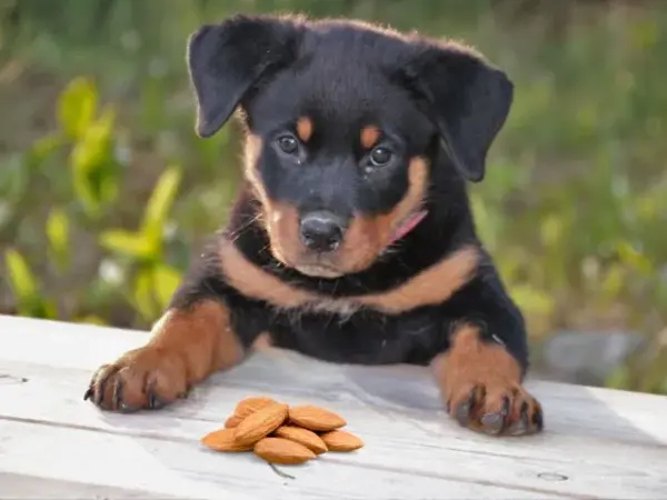 Are almonds good for dogs