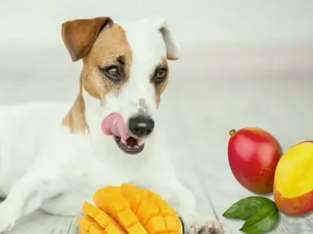 Can dogs eat dried mango