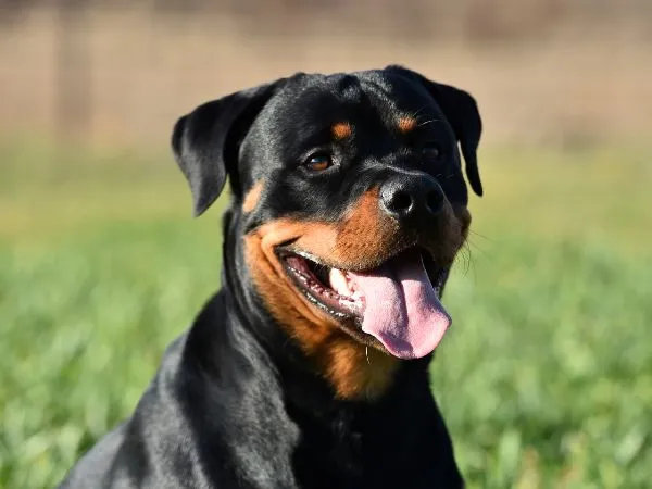 Cropping Rottweiler Ears