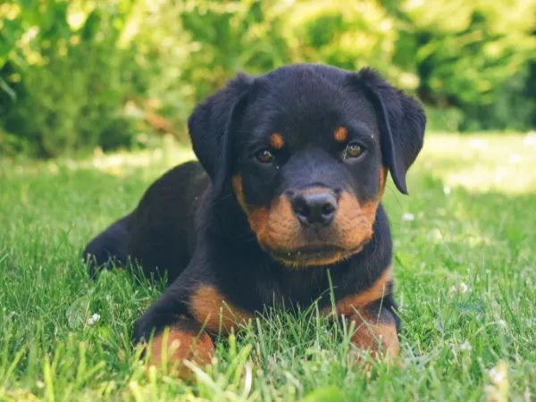 Cropping Rottweiler Ears