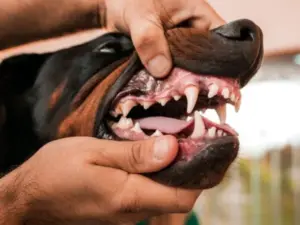 Dog dental care for Rottweiler