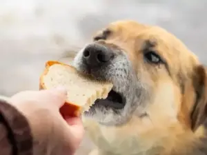 Dog eat bread