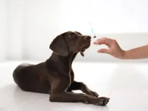 Dog vaccines