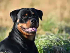 Rottweiler and wet dog food