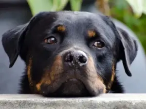 Rottweiler staring at you