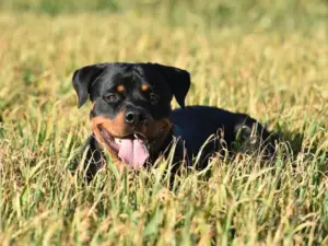 Rottweilers in USA