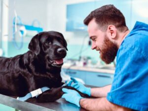 Rottweiler at the vet