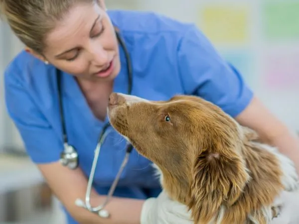 What vaccines does my dog need annually
