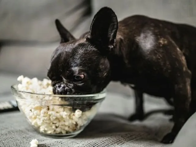 are popcorns bad for dogs