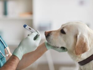 what do vet checkup involve