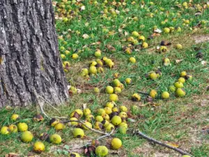 Can Dogs Eat Walnuts__fresh walnuts under a walnut tree