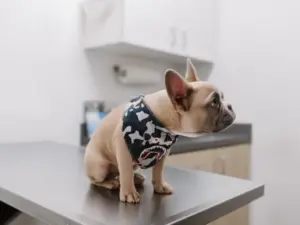 Can Dogs Eat Walnuts__pup in vet_s clinic for check-up