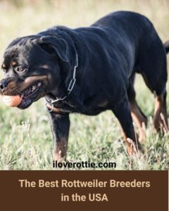Best Rottweiler Breeders in the USA