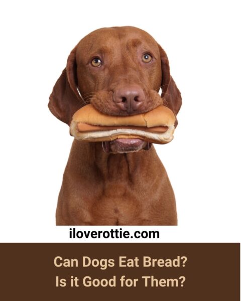 Can Dogs Eat Bread