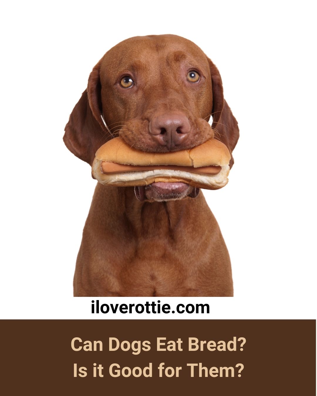 Can Dogs Eat Bread? Is it Good for Them? I Love Rottie