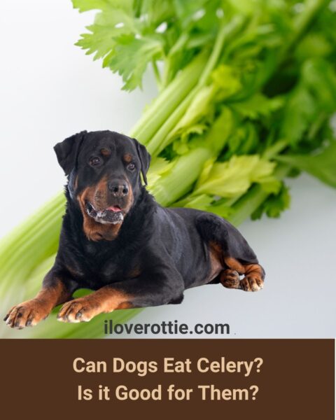 Can Dogs Eat Celery