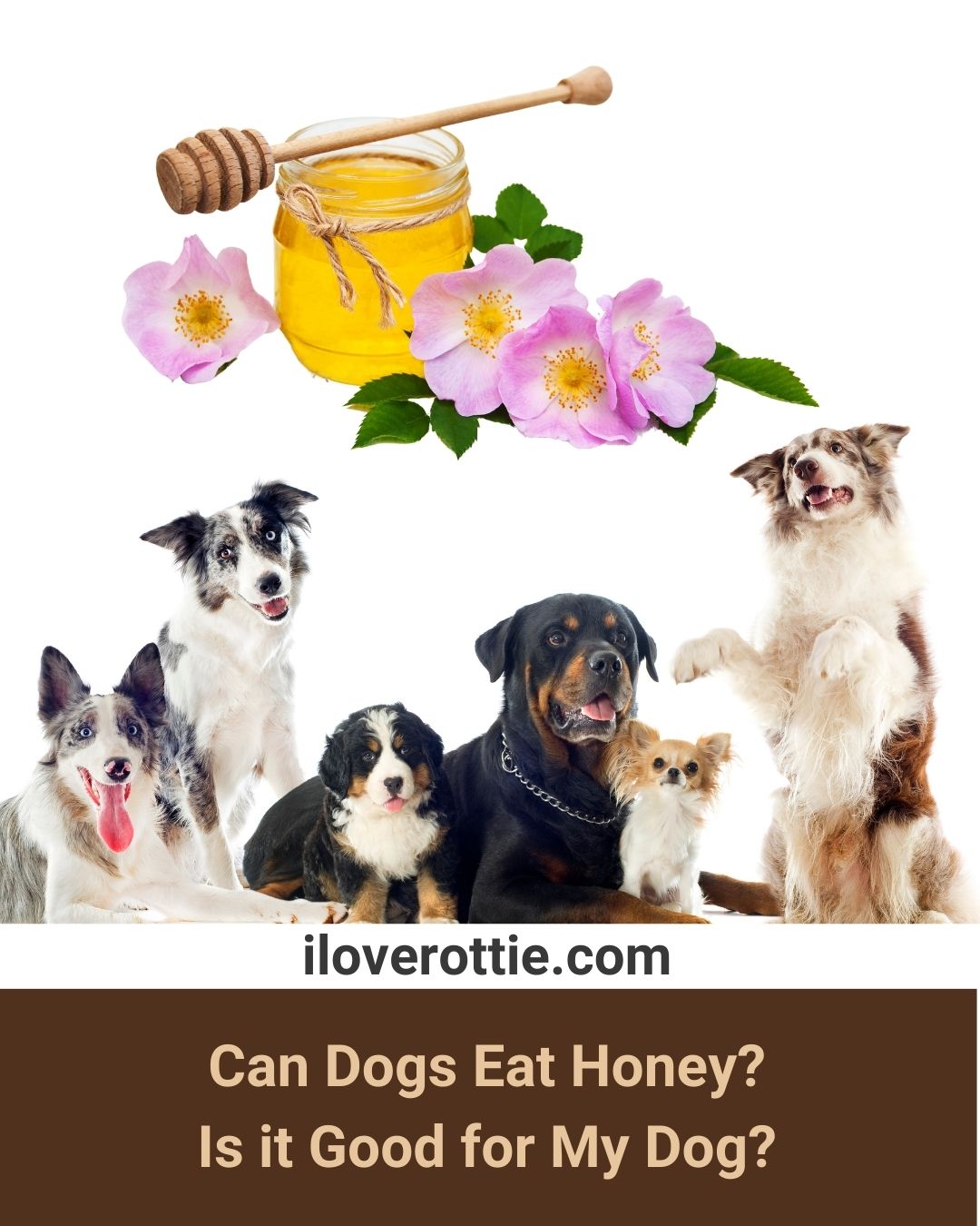 Can Dogs Eat Honey? Is it Good for My Dog? I Love Rottie