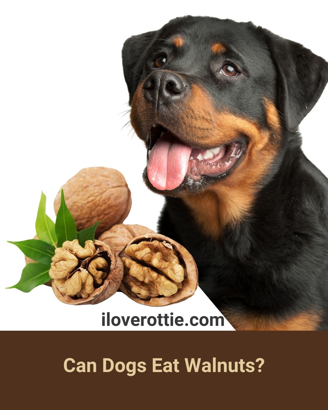 Can Dogs Eat Walnuts I Love Rottie