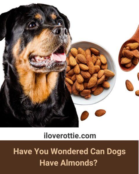 Can Dogs Have Almonds