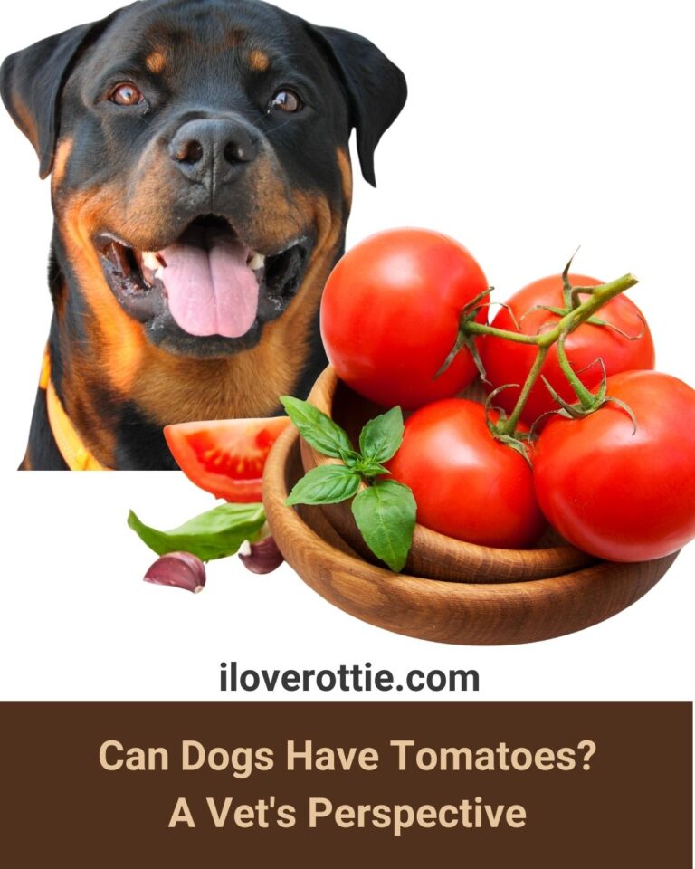 Can Dogs Have Tomatoes? A Vet's Perspective I Love Rottie