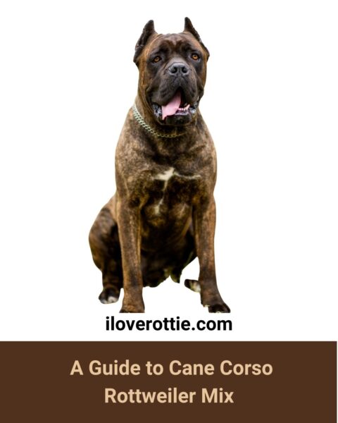 Cane Corso Rottweiler Mix