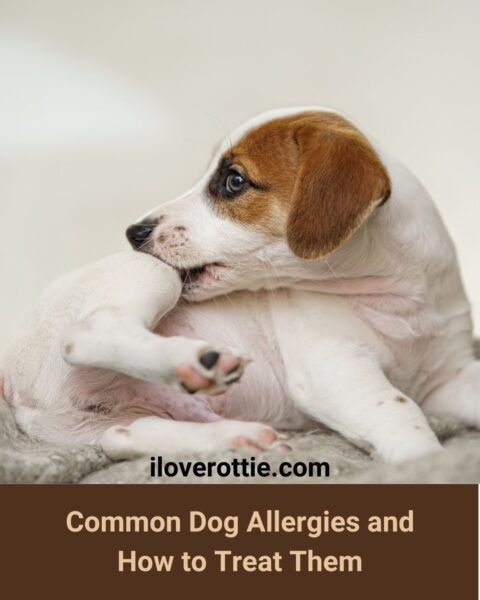 Common Dog Allergies