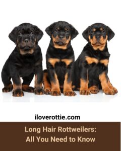Long Hair Rottweilers