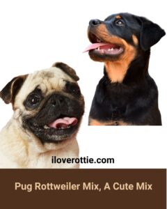 Pug Rottweiler Mix