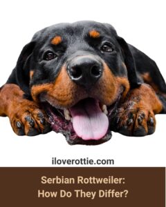 Serbian Rottweiler