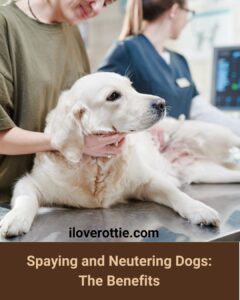 Spaying and Neutering Dogs