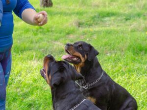 Train Your Rottie with Clicker Training