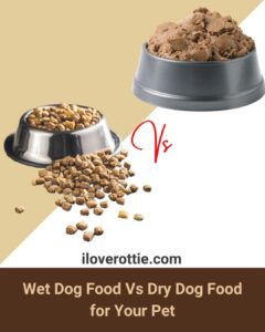 Wet Dog Food Vs Dry Dog Food for Your Pet