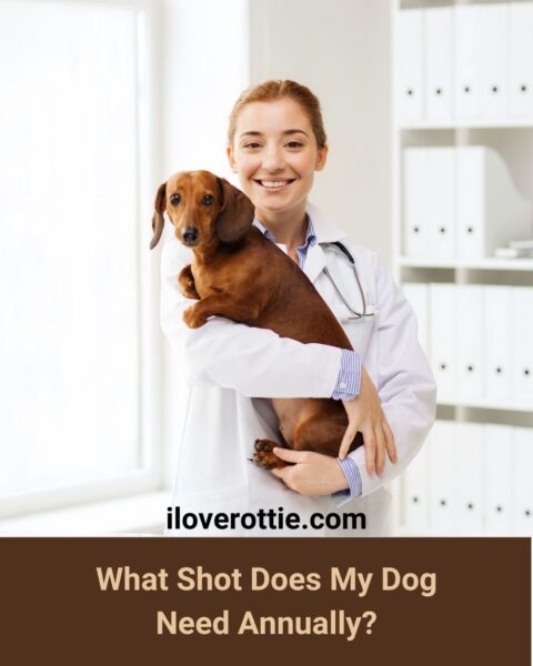 What Shot Does My Dog Need Annually