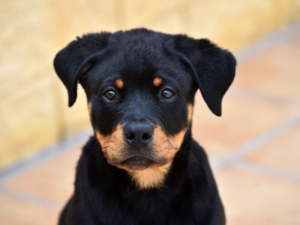 How to potty train your rottweiler