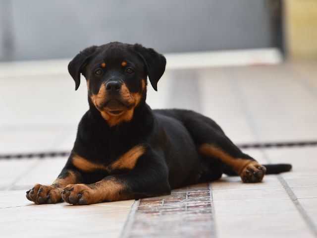 Potty training your rottweiler