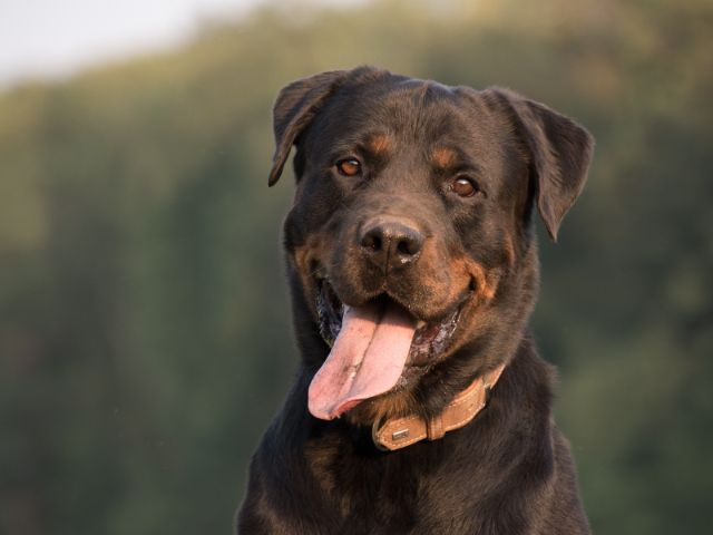 you can train rottweiler and other pets as therapy dogs