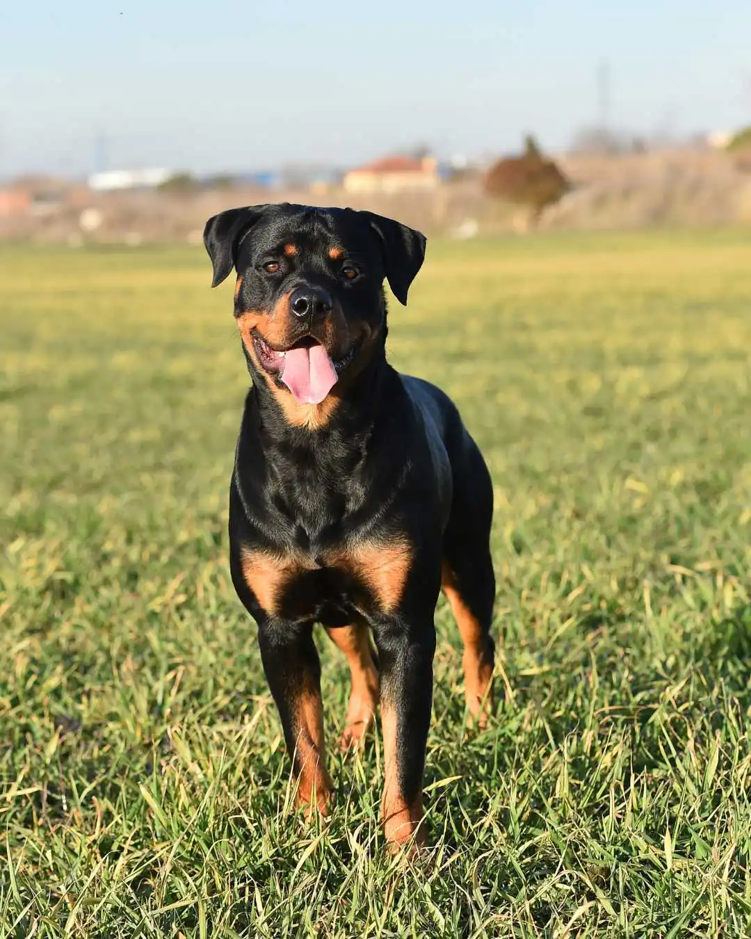 Rottweiler service dog standing in the field