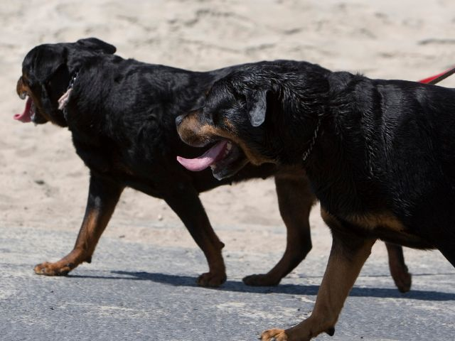 Rottweilers are a smart breed and can be taught various tasks