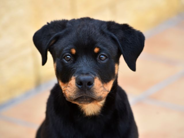 rottweiler puppy waiting for a treat