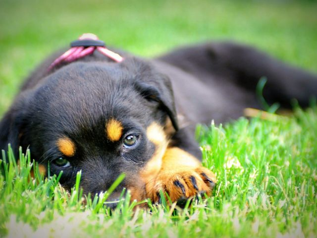 treat your rottweiler as family