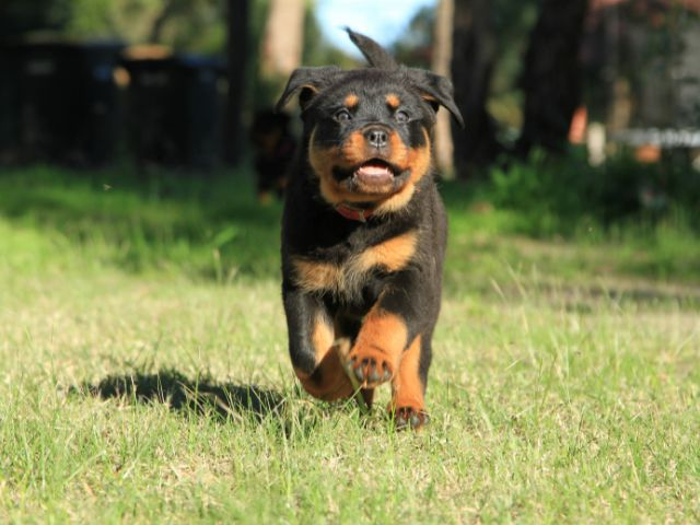 Treat your rottweiler as family from young