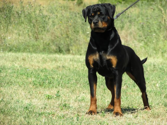 female rottweiler training as therapy dog