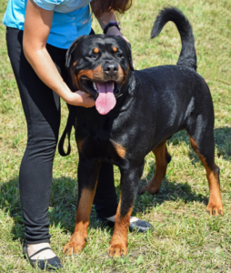 Do Rottweilers Have Behavioral Problems