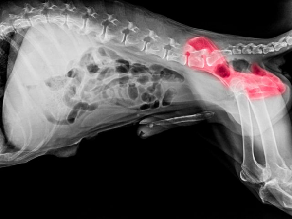 Hip joint dysplasia in dogs