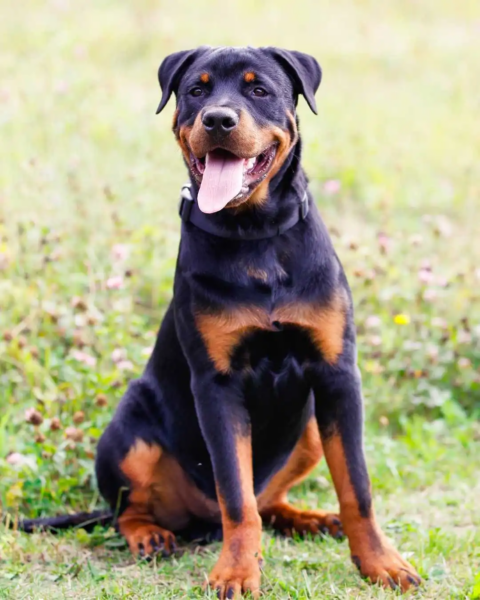 Rottweilers are great service dogs