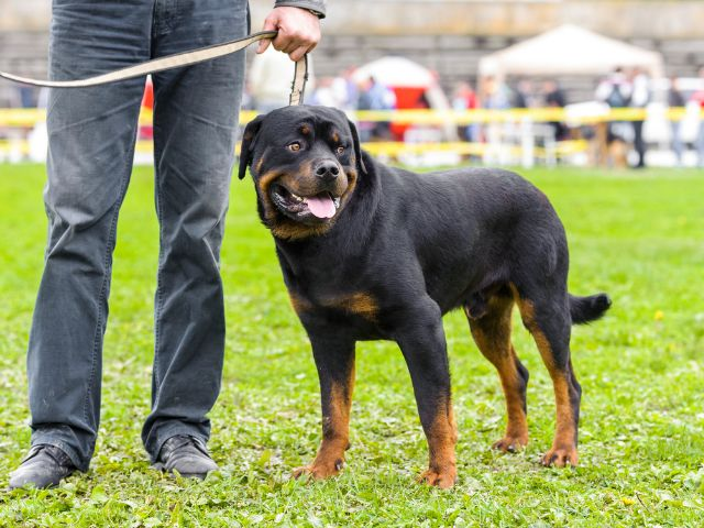 Train your rottweiler pet to be a service dog